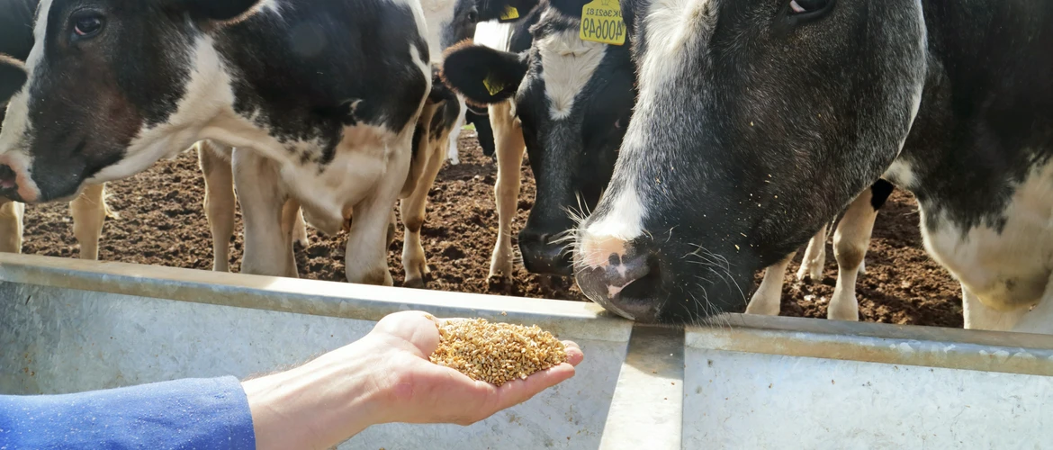 Pasza dla krów